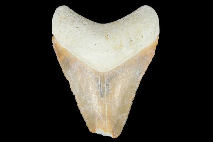 Serrated, Fossil Megalodon Tooth - Florida #103341